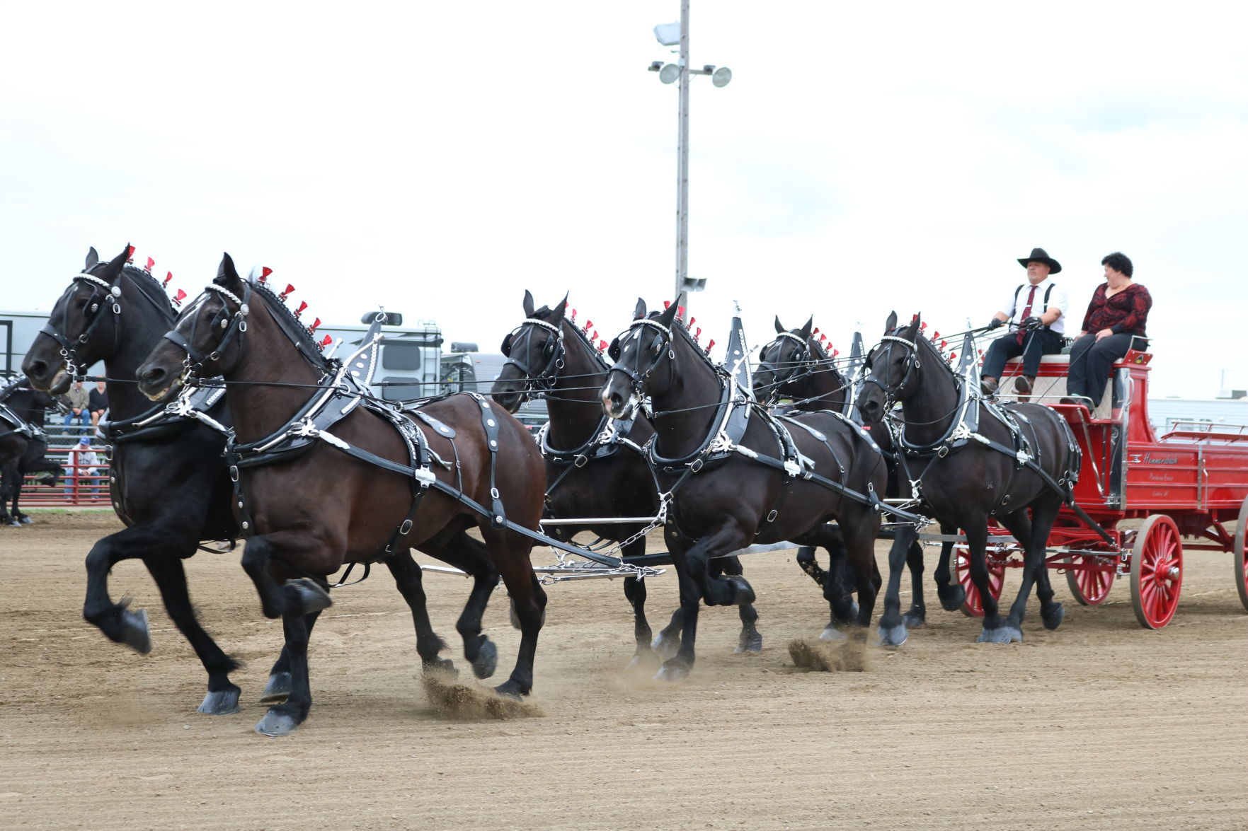 6-Horse Hitch 3